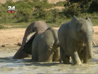 NXT: Um sistema de alerta de elefantes para tirar humanos da frente - TVI