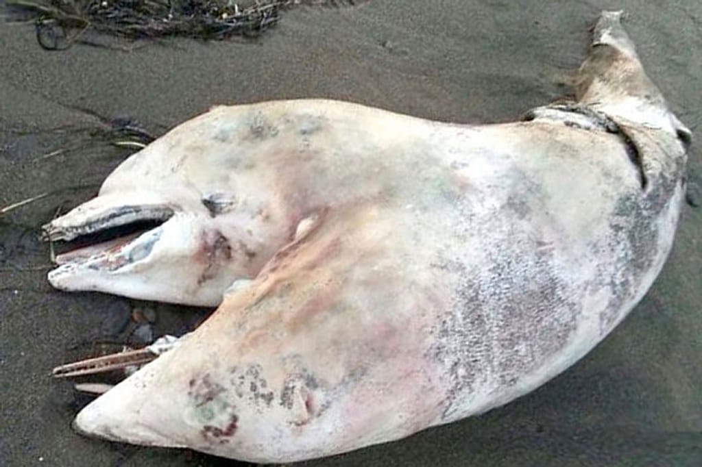 Golfinho com duas cabeças encontrado morto numa praia
