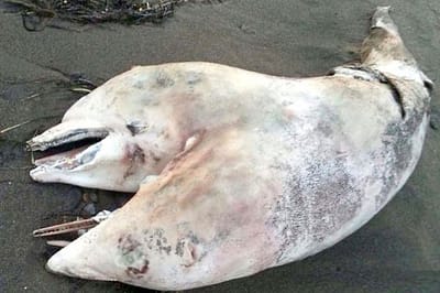 Golfinho de duas cabeças encontrado morto em praia - TVI