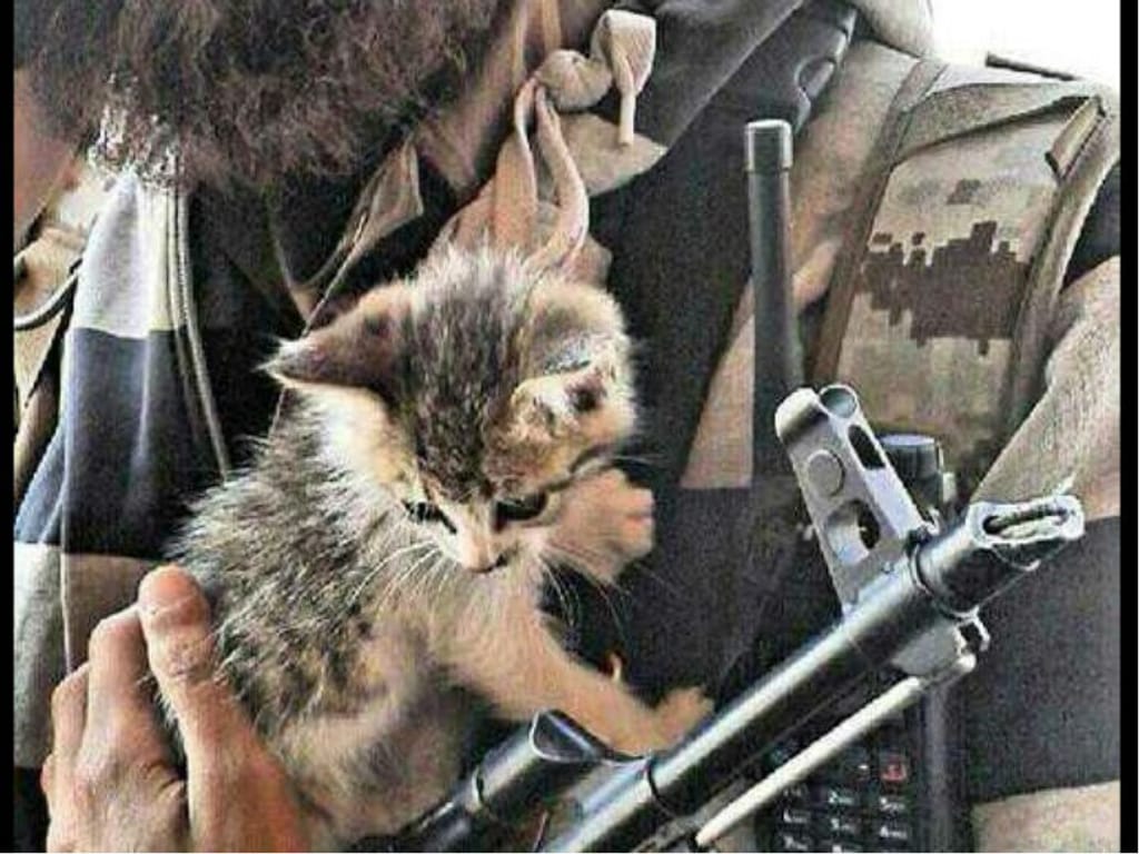 Conta no Twitter partilha fotografias das milícias do Estado Islâmico com gatos (Reprodução/Twitter)