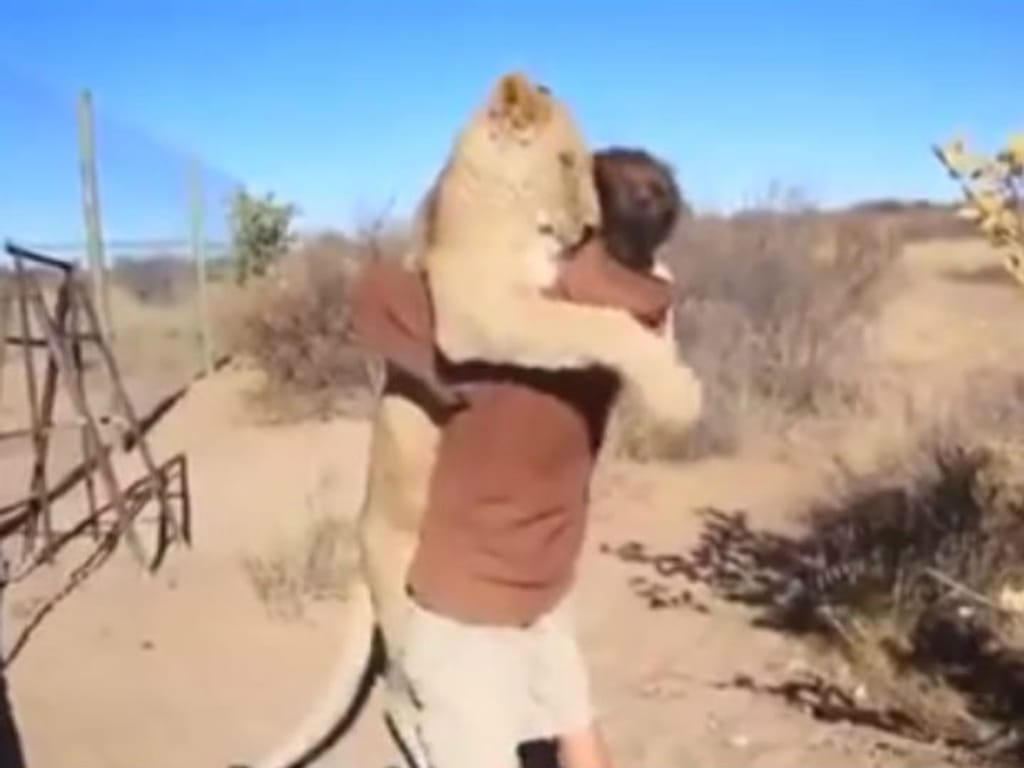 Um abraço do tamanho de... uma leoa