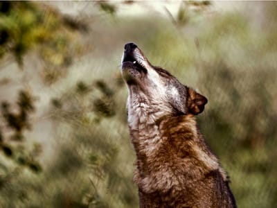 «Nunca esteve em cima da mesa» abrir caça ao lobo ibérico - TVI