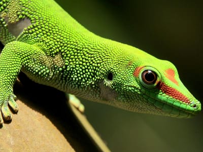 Aumento das temperaturas pode pôr em risco a sobrevivência dos lagartos - TVI