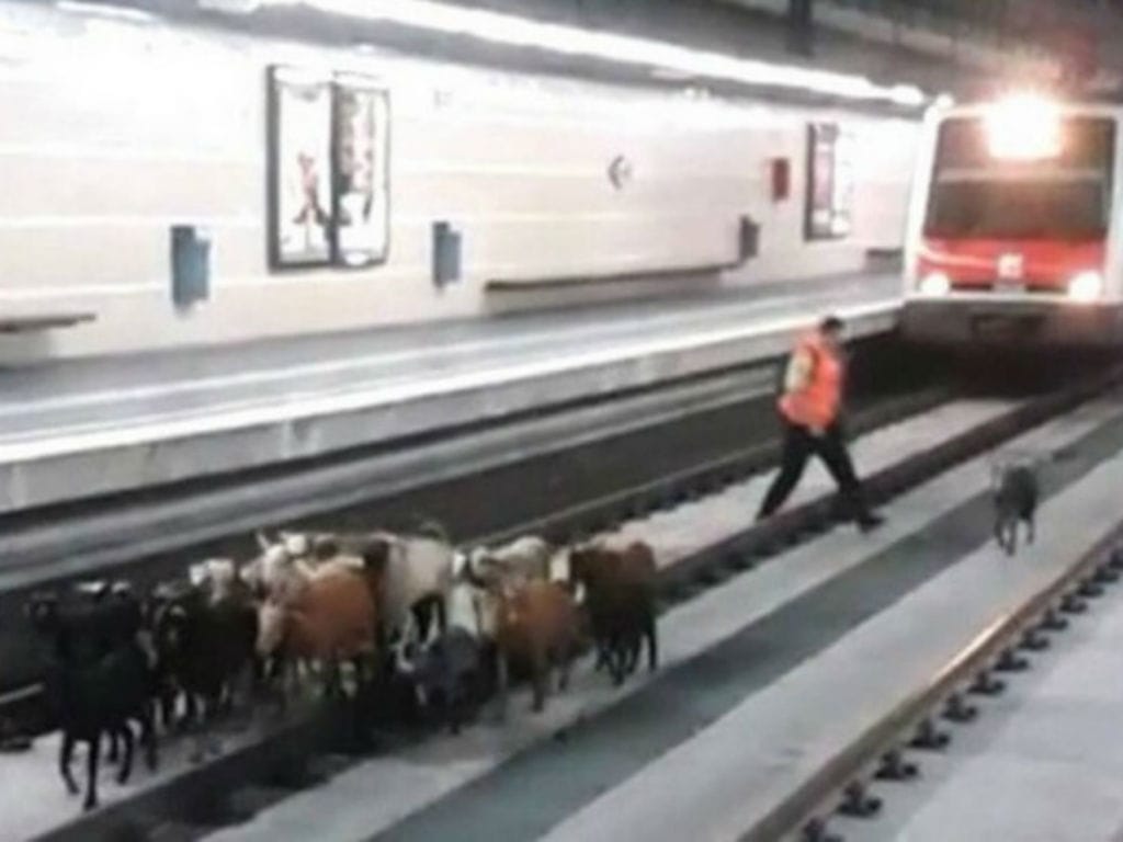 Rebanho de cabras invade estação de comboios (Reprodução Instagram)