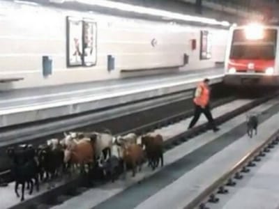 Rebanho de cabras invade estação de comboios - TVI