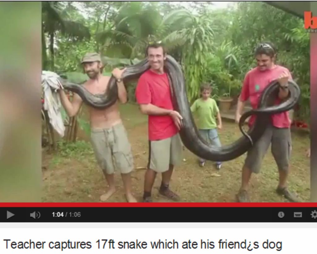 Homem captura anaconda de 79 kg com as mãos  [Foto: Reprodução/YouTube/N-joy]
