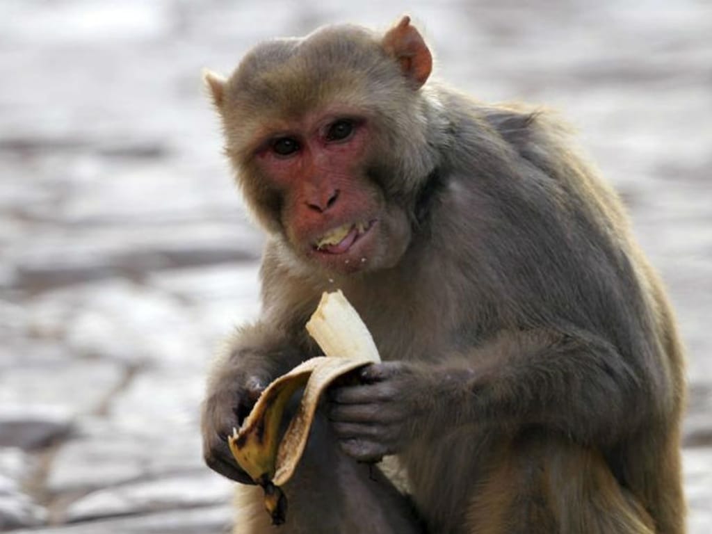 Morte de macaco levou a que 200 pessoas rapassem o cabelo na Índia (Reuters)
