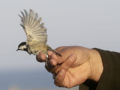 Pássaro de 12 gramas consegue voar três dias sobre o Atlântico sem parar - TVI