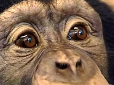 Chimpanzé apanhado a dar os primeiros passos longe da mãe - TVI