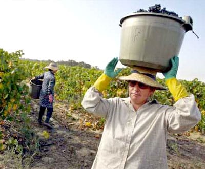 Produtores de vinho do Douro contra redução da taxa de alcoolémia - TVI