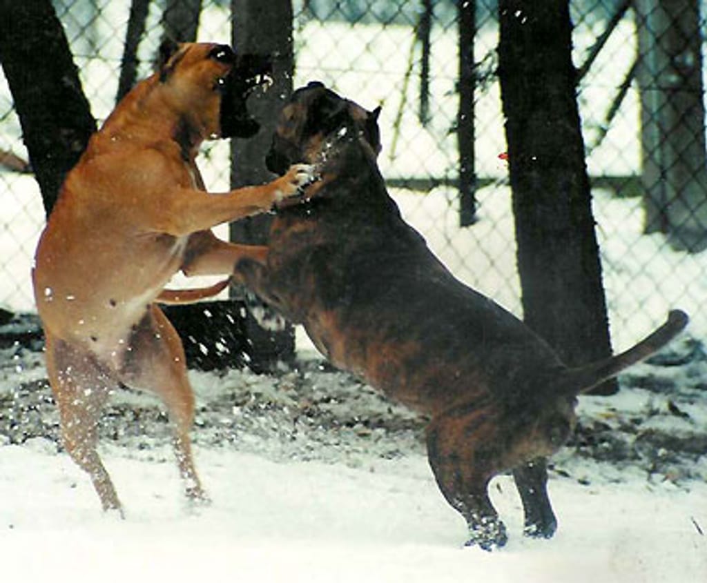 Cães de raça Pit Bull  [Arquivo]