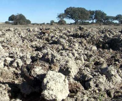 Seca vai causar prejuízos graves à agricultura durante todo o ano - TVI