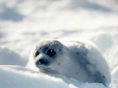 Uma foca que tem medo do frio - TVI
