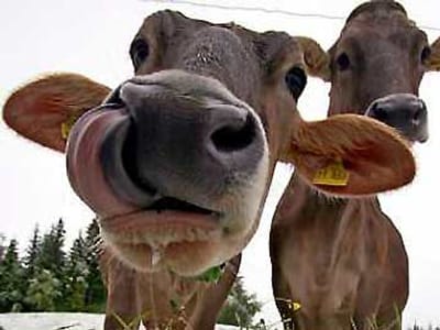 Hormonas dadas a vacas diminuem efeito estufa - TVI