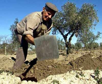 Agricultores portugueses sem seguro para seca de Inverno - TVI