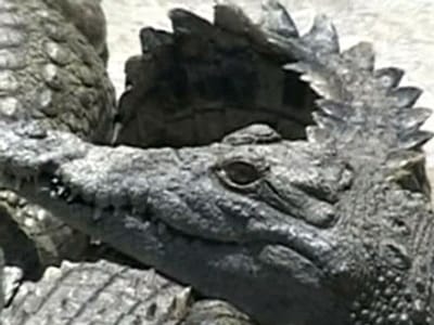 Crocodilo ataca tratador - TVI