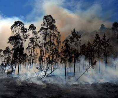 Sardoal: chamas próximas de povoações - TVI
