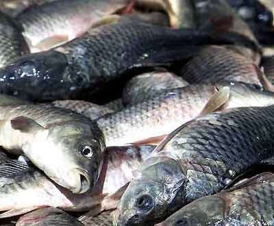 Pescadores confiantes em conseguir acordo com Governo - TVI