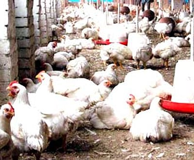Portugal compra medicamento para proteger da gripe das aves - TVI