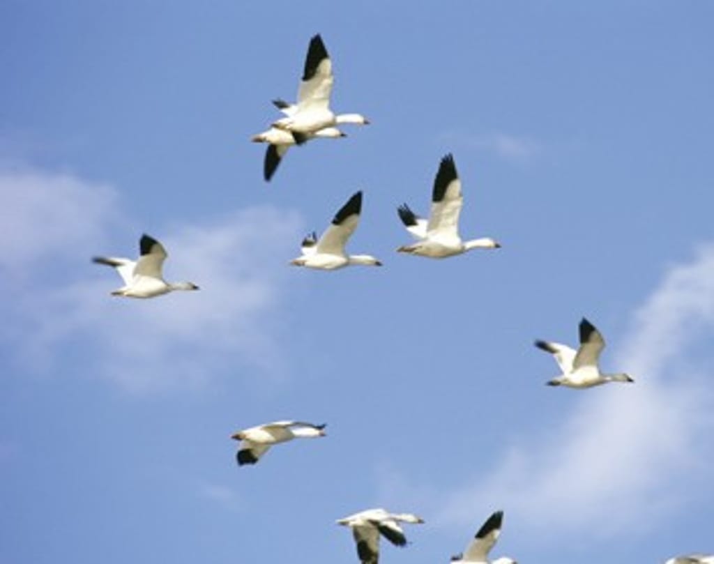 Aves migratórias