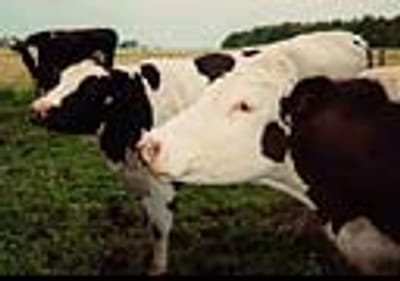 Autoridades confirmam novo caso de doença das vacas loucas - TVI
