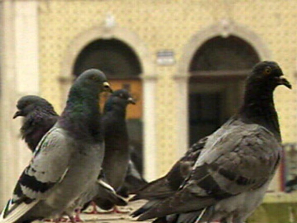 Pombos-correio imunes à gripe das aves