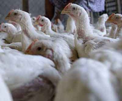 Luta contra a gripe das aves custa 850 milhões de euros - TVI