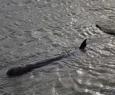 Baleia cinzenta aparece no Mediterrâneo - TVI