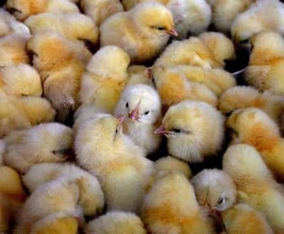 Pato contaminado obriga ao abate de 1400 animais - TVI