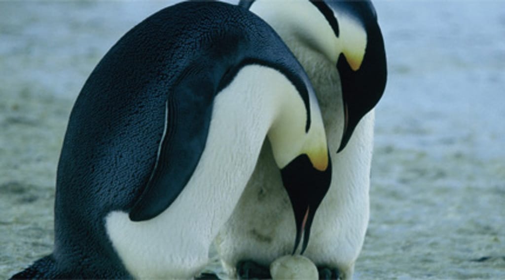Imagem de "A Marcha dos Pinguins"