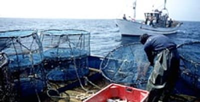 UE quer reduzir espécies pescadas em Portugal - TVI