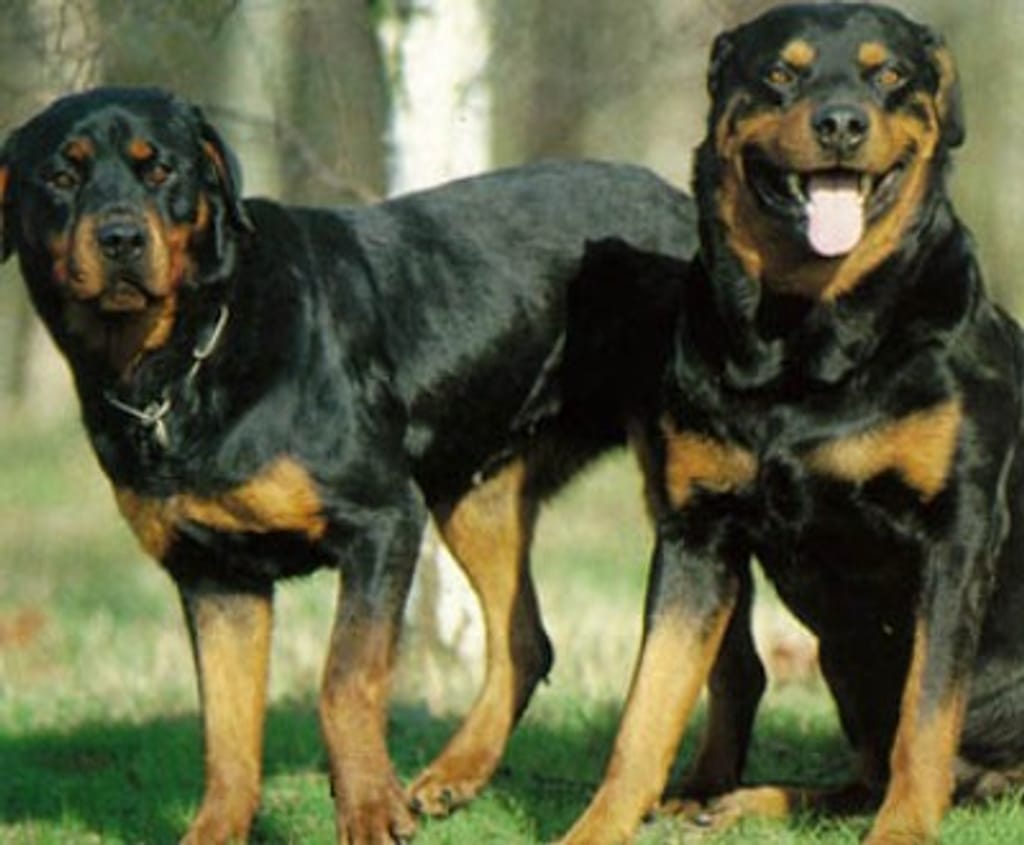 Imagem de um Rottweiler [arquivo]