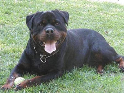 Associação «Amigo do Rottweiler» justifica ataque - TVI