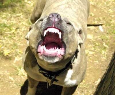 Cães perigosos: Governo lança campanha - TVI