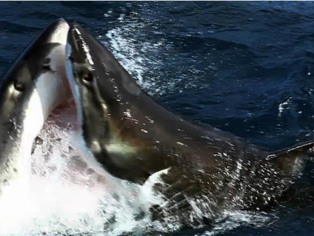 Tubarão-branco ataca tubarão-branco