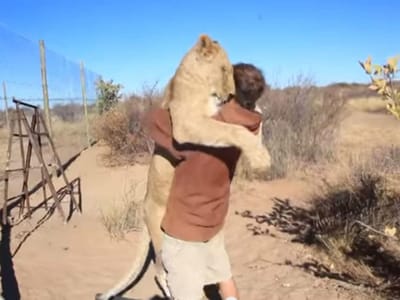 Leoa abraça homem que a salvou num vídeo viral - TVI