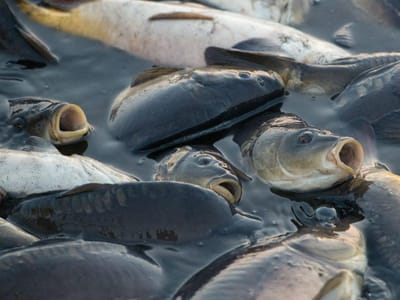 Mais de 38 toneladas de pescado apreendido doado ou devolvido ao mar - TVI