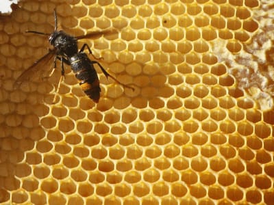 Destruídos mais de 30 ninhos de vespa asiática - TVI