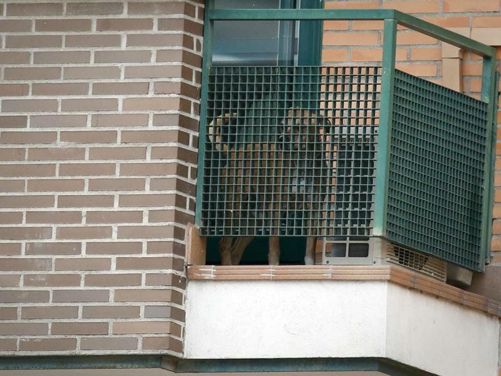 Cão da espanhola com ébola [Foto: Reuters]