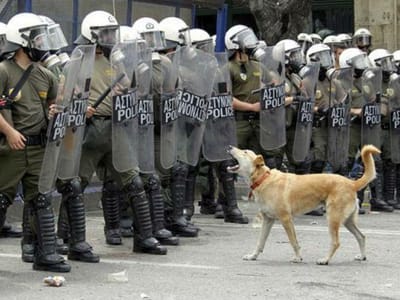 Morreu o icónico cão dos protestos na Grécia - TVI