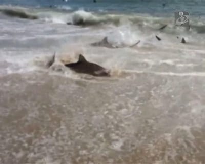 Filmado festim de tubarões numa praia - TVI