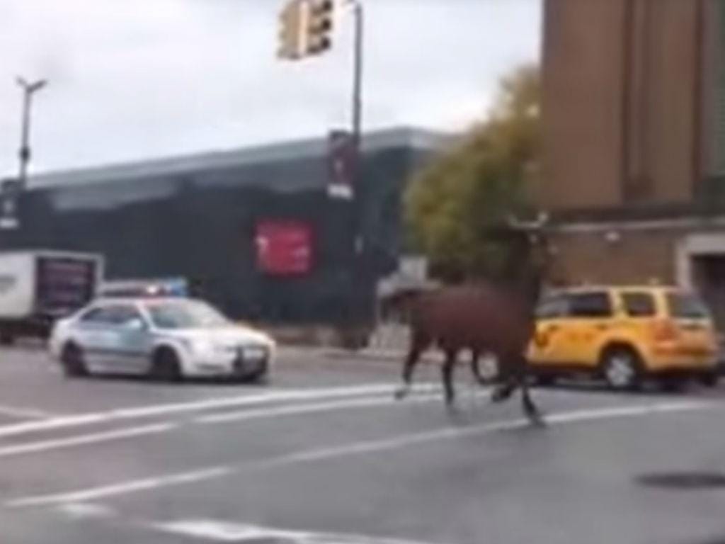 Polícia persegue cavalo nas ruas de Nova Iorque (YouTube)