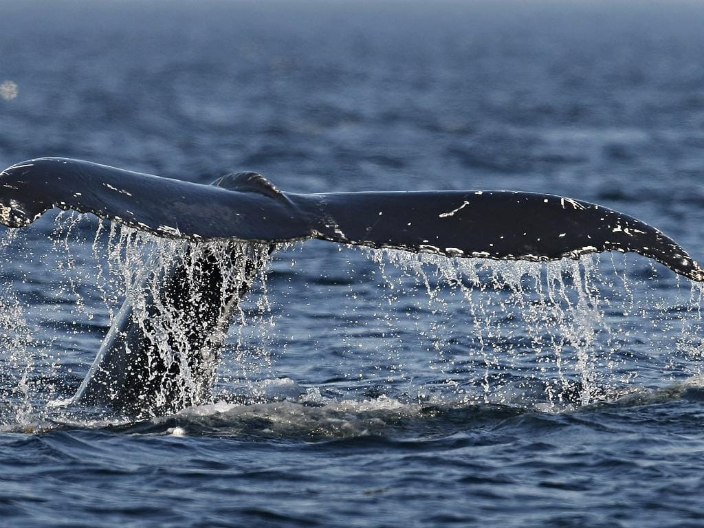 Baleia anã (Reuters)