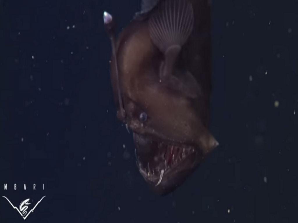 Tamboril filmado no fundo do oceano (MBARI)