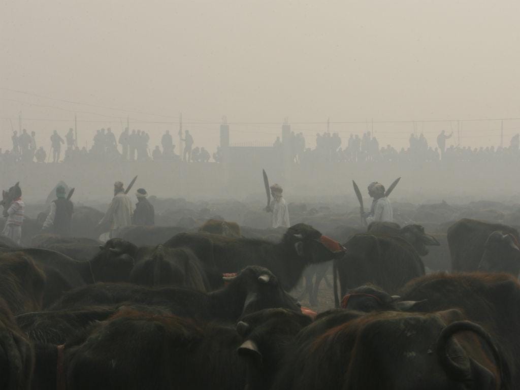 Sacrifício de animais no Nepal (Reuters)