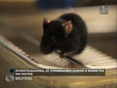  NXT: Investigadores já conseguem curar a diabetes em ratos - TVI