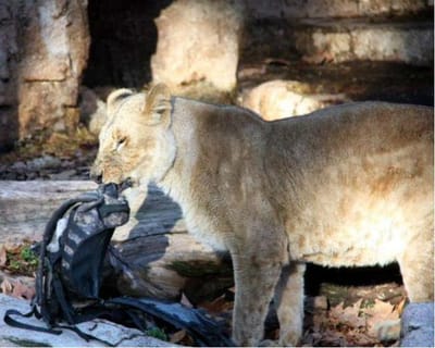Turista morta por leão na África do Sul - TVI