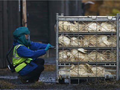 Quatro mil frangos abatidos devido a surto de gripe aviária - TVI