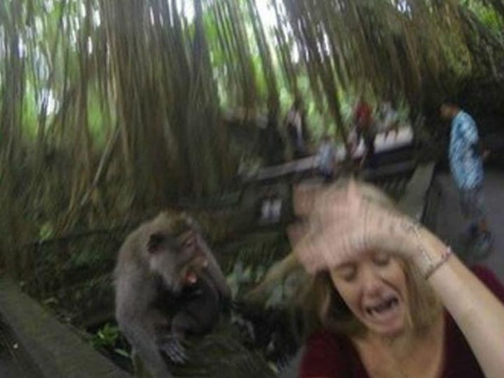 Selfie com macaco - 2ª fotografia