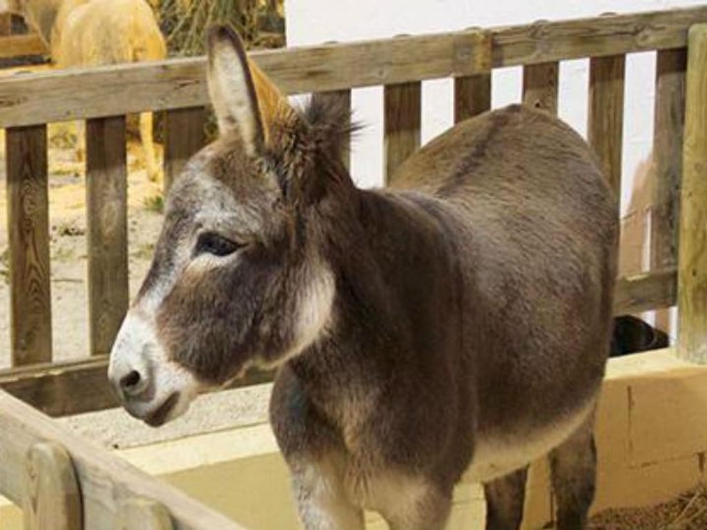 Polícia investiga morte de burro depois de obeso o montar 
